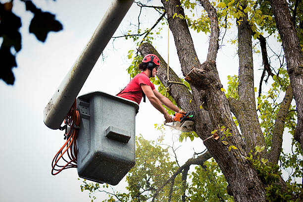 How Our Tree Care Process Works  in Poland, OH